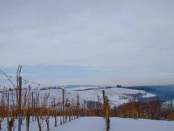 HD TIME LAPSE: Cloudscape Over Winter Vineyard Stock Footage