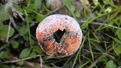 Descomponedor Instructional Video