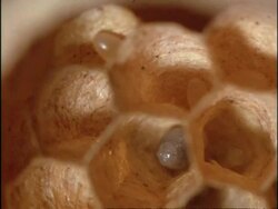 BCU Eggs and larvae of Common Wasp (Vespula vulgaris) within individual cells of nest, England Stock Footage