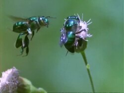 Euglossine Bee, H/S MCU bees hovers and collect pollen from pink flower, Panama. Stock Footage