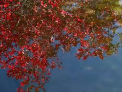 Reflections in a pond. Stock Footage