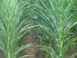 Corn Fields Stock Footage