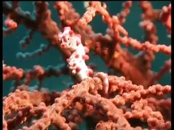 Pink Pygmy Seahorse camouflaged on pink Coral, Derawan, Celebes Sea, Indonesia Stock Footage
