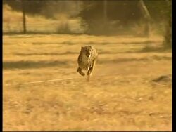 Public get to see world's fastest animals in action at wildlife centre News Clip
