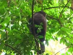 Tourism helps Ugandans to protect endangered mountain gorillas News Clip