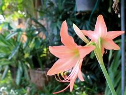 star lily Stock Footage