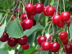 MS Shot of sour cherries, prunus cerasus / Serrig, Rhineland-Palatinate, Germany Stock Footage