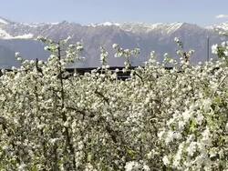 MS Shot of Apple blossom (Malus) in flowering orchard in front of Alps / Merano, South Tyrol, Italy Stock Footage