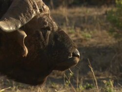 Water buffalo (Syncerus caffer) with Red-billed Oxpeckers (Buphagus erythrorhynchus), Kenya Stock Footage