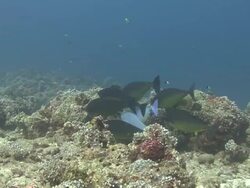 Unicornfish Stock Footage