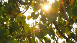 HD : Moving of Boddhi Tree Lea Stock Footage