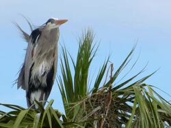 Heron Waiting For His Mate Stock Footage