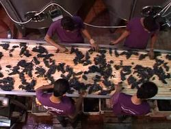 VOICED: Lebanese wine industry takes root News Clip