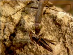 Praying mantis eating cricket, Andalusia, Southern Spain Stock Footage