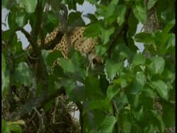 MS Leopard, Panthera pardus, partially camouflaged in tree, Bandhavgarh National Park, India Stock Footage