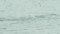 CLEAN : Whale watching in the Gulf of Thailand News Clip