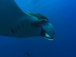 Manta Ray swings up, lobes open, Mexico  Stock Footage