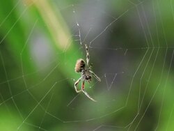 Spider grooming. Stock Footage