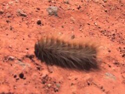 caterpillar Stock Footage