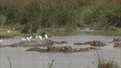White birds perch on the back of a wading hippo. Stock Footage