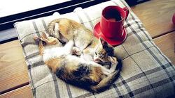 Cat sleeping with hot coffee cup Stock Footage