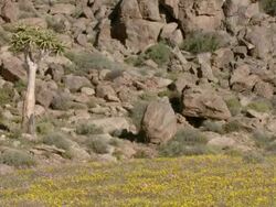 WS TD View of Rocky outcrops strewn with loose boulders with yellow daisies swaying in FG and single quiver tree / Namaqualand, Northern Cape, South Africa Stock Footage