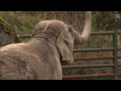 Annie the Elephant at her new Home News Clip