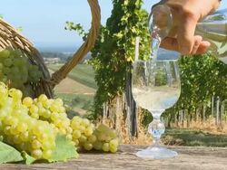 HD DOLLY: Drinking White Wine In Vineyard Stock Footage