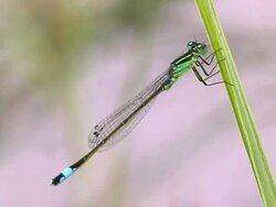 Damselfly Stock Footage