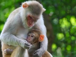 Rhesus Monkey Stock Footage