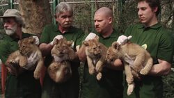 Four lion cubs vaccinated and microchipped as they go on show for the first time News Clip