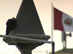 "CU of Black vulture perched on rooftop with Peruvian national flag, The National Ensign , blowing in the wind behind, cloudy day, Lima, Peru" Stock Footage
