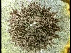 Microscopic cross sectional view through woody stems to show vascular bundles, xylem, cambium, phloem Stock Footage