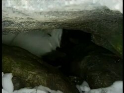 Zoom in to CU Arctic Fox, Vulpes lagopus, sleeping in den, Arctic Circle Stock Footage