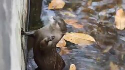 otter receive food from zookeeper Stock Footage