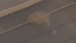 Moon jellyfish in a container, caught off the coast of Newquay News Clip