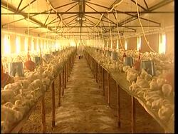 Vaccinations, disinfection, WHO spokesman News Clip