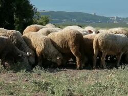 Sheeps grazing and resting in a pasture Stock Footage
