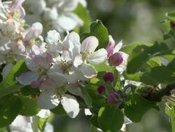 CU View of blooming apple trees / Kirf, Rhineland-Palatinate, Germany Stock Footage