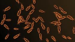 Anaerobio Instructional Video