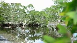 panning: Intertidal forest and  Avicennia alba Stock Footage