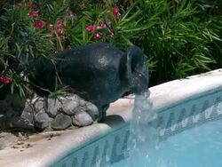 Cancun resort pool water feed from jug Stock Footage
