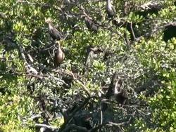 Cormorants in a Rookery Stock Footage