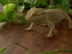 Bearded dragon eats lunch Stock Footage