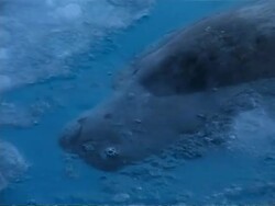 MS Weddell Seal, Leptonychotes weddellii, surfacing amongst ice for air, Antarctic Peninsula Stock Footage