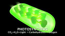 Cells - Choloroplasts Instructional Video