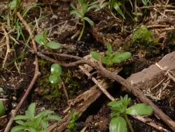 T/L Gorse (Ulex sp.) track back from seedlings to young plant, United Kingdom Stock Footage