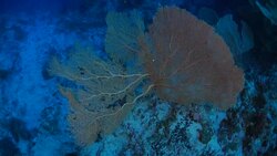 Giant colorful sea fan coral (Gorgonian Coral) Stock Footage
