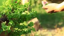 girl hand pick mint leaf Stock Footage