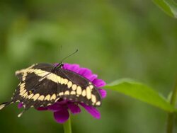 CU SLO MO Shot of Zebra Longwing flying away from pink flower / Santa Barbara, California, United States Stock Footage